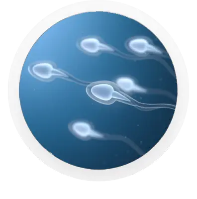 Supports healthy sperm production